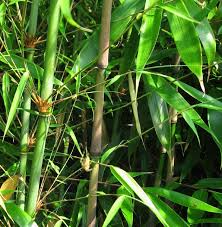Image result for Volusia amboinensis