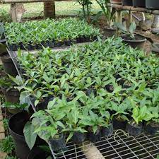 Setelah proses penanaman, untuk mendapat tanaman hias dengan kualitas dan bentuk yang indah, maka perlu dilakukan sedikit perawatan. 8 Jenis Bunga Anthurium Salah Satunya Gelombang Cinta Hot Liputan6 Com