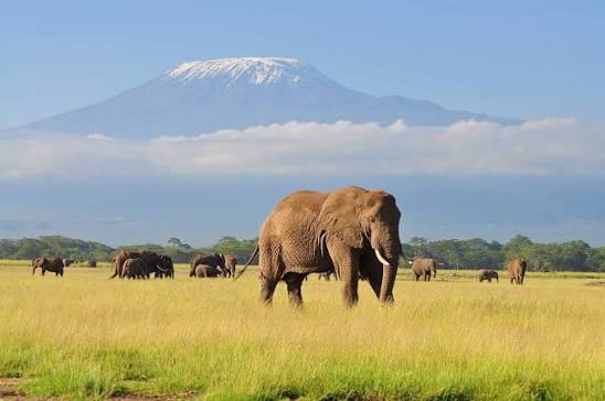 Elephant herd in Amboseli