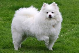 American Eskimo Dog Price Range American Eskimo Puppies For Sale Cost Updated recipe images with the super enchanted egg. american eskimo dog price range