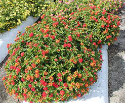 But there are cautions to be aware of when buying it. Lantana University Of Florida Institute Of Food And Agricultural Sciences