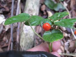 Image result for Geophila repens