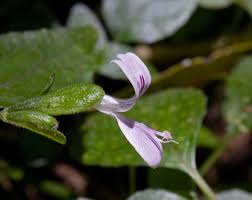 Image result for Hypoestes triflora