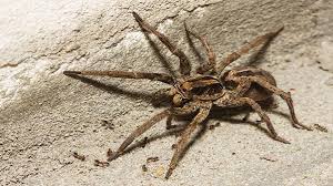 It is very unlikely that you can suffer greatly if they happen to bite you. How To Get Rid Of Wolf Spiders In The House Ortho