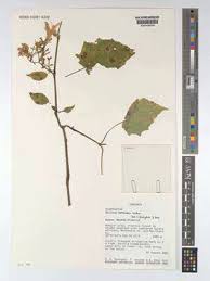 Image result for Dyschoriste tanganyikensis