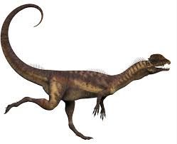 Image result for Dinophora