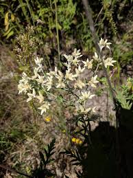 Image result for Conostomium zoutpansbergense