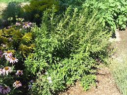 Check spelling or type a new query. Dwarf Flowering Almond