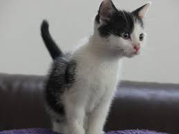 We provide you with free porn, so visit now! Baby Katzen Weiss Schwarz Images Slike