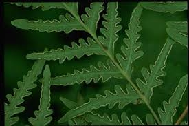 Image result for Histiopteris incisa