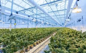 Topicals to ease pain and special oil for enjoyment, edibles. 10 Best Places To Start A Cannabis Business In The U S