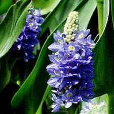 Image result for Pontederia