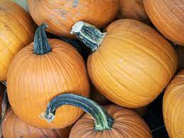 When To Plant Pumpkins Hgtv