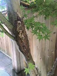My japanese maple was fantastic then all of a sudden large sections started dying out. Japanese Maple Tree Signs Of Disease I Need Help To Find Solution Please Toronto Master Gardeners