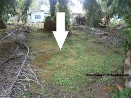 Dalam islam semua hal dibahas secara lengkap, bahkan tentang burung hantu sekalipun. Kisah Bunian Cerita Orang Bunian