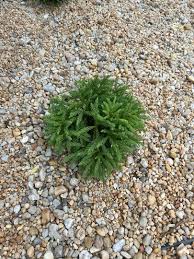 Image result for Buchnera cryptocephala