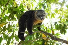 Maybe you would like to learn more about one of these? Awaran Kuskus Kuskus Beruang Sulawesi Dan Kuskus Beruang Talaud Alamendah S Blog