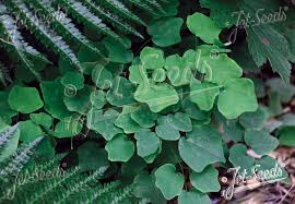 Image result for Blyxa hexandra