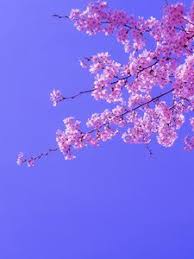 Sakura wallpapers, backgrounds, images— best sakura desktop wallpaper sort wallpapers by: Sakura Old Mobile Cell Phone Smartphone Wallpapers Hd Desktop Backgrounds 240x320 Images And Pictures