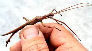 It and the equally inconspicuous leaf. Stick Insect Metallic Christmas Beetle Bugs Life 7 Eleven Youtube