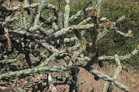 How do i stop my cactus from leaning? Cacti Desert Succulents Tonto National Monument U S National Park Service