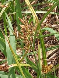 Image result for Cyperus longus