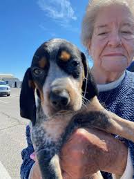 Memories of Coon Hunting with Hounds