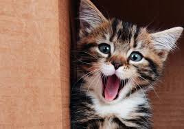 Image result for Cats