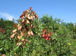 Image result for Brachystegia utilis