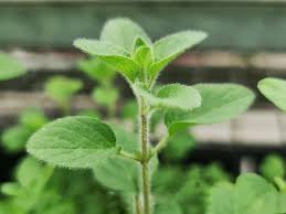 Image result for Origanum