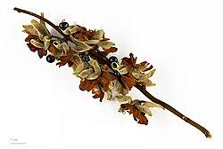 Image result for Rhynchosia totta