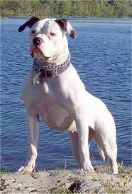 Maybe you would like to learn more about one of these? American Bulldog Dog Breed Information And Pictures
