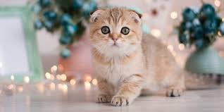 Lihatin aku selama 5 menit bisa bikin sayang lho! Ragam Masalah Kesehatan Di Balik Fisik Imut Si Kucing Munchkin Merdeka Com