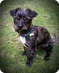 Seattle Wa Border Terrier Brussels Griffon Mix Meet Harvey A Dog For Adoption Http Www Adoptapet Com Pet 121446 Seattle Dog Dog Adoption Shelter Dogs