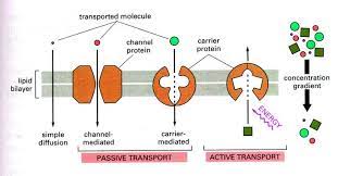 Biology Pictures Cellular Transportation Biology Notes Systems Biology Teaching Biology