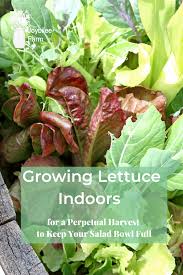To harvest them, just snap each leaf off at the base of the plant, being careful not to uproot the whole plant {it's best to snap off the leave about a 1″ above the base of the plant}. Growing Lettuce Indoors For A Perpetual Harvest To Fill Your Salad Bowl
