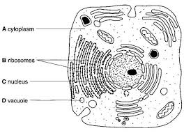 Animal cell diagram a level biology. Smashwords O Level Biology Practice Questions And Answers Heredity And Molecular Genetics A Book By Esther Chen Page 2