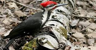Black Bird With White Stripes Sounds The Pileated Woodpecker Is One Of The Biggest Most Striking Forest Birds On The Continent It S Nearly The Size Of A Cro Woodpecker Birds Pine Marten