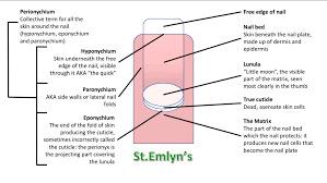 Image result for paronychium