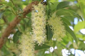 Image result for Phytolacca dioica