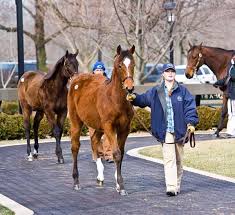 In A College Town It S Not Unusual To Find The University Of Kentucky S Name Emblazoned In Many Places Off Campus And The Fasig Yearling Horses Thoroughbred