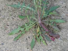 Image result for Crepis