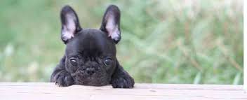 Bouledogue or bouledogue français) is a breed of domestic dog, bred to be companion dogs. Black French Bulldog Puppy Picture