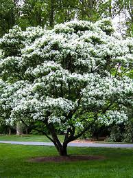 We did not find results for: Pink Cascade Weeping Peach Tree For Sale Online The Tree Center