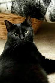Pin By Monica Frings On Gatitos Cats Beautiful Cats Crazy Cats