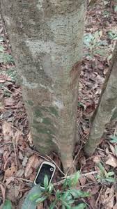Image result for Trilepisium madagascariense