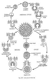 Volvox Occurrence Features And Life Cycle