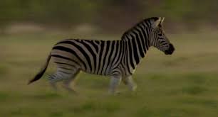 Maybe you would like to learn more about one of these? Amazing Animal Animated Gifs At Best Animations