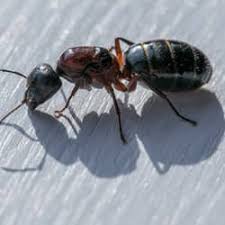 Video by karyn klaveness, norway. Signs Of A Carpenter Ant Infestation