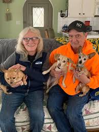 Until today when 2 of them tested positive for parvo and now three of them are back at midnight sun! Alaska S Chihuahua Rescue Home Facebook